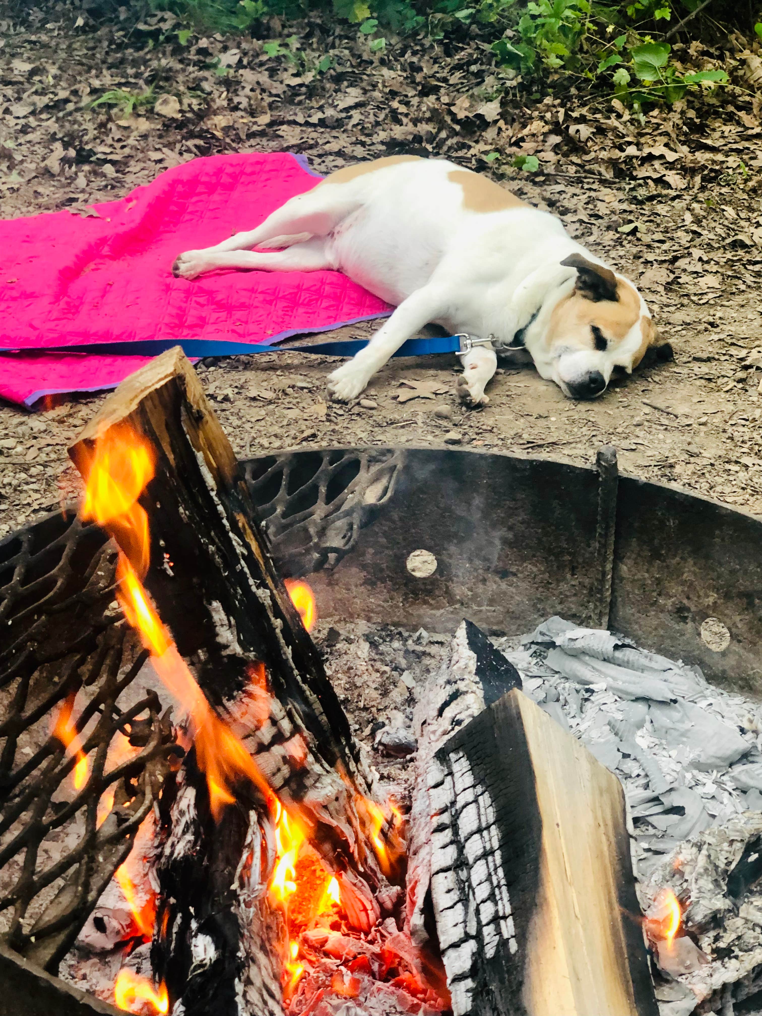 Heather H.'s photo of camping with pets at Lake Kegonsa State Park Campground near Oregon, WI