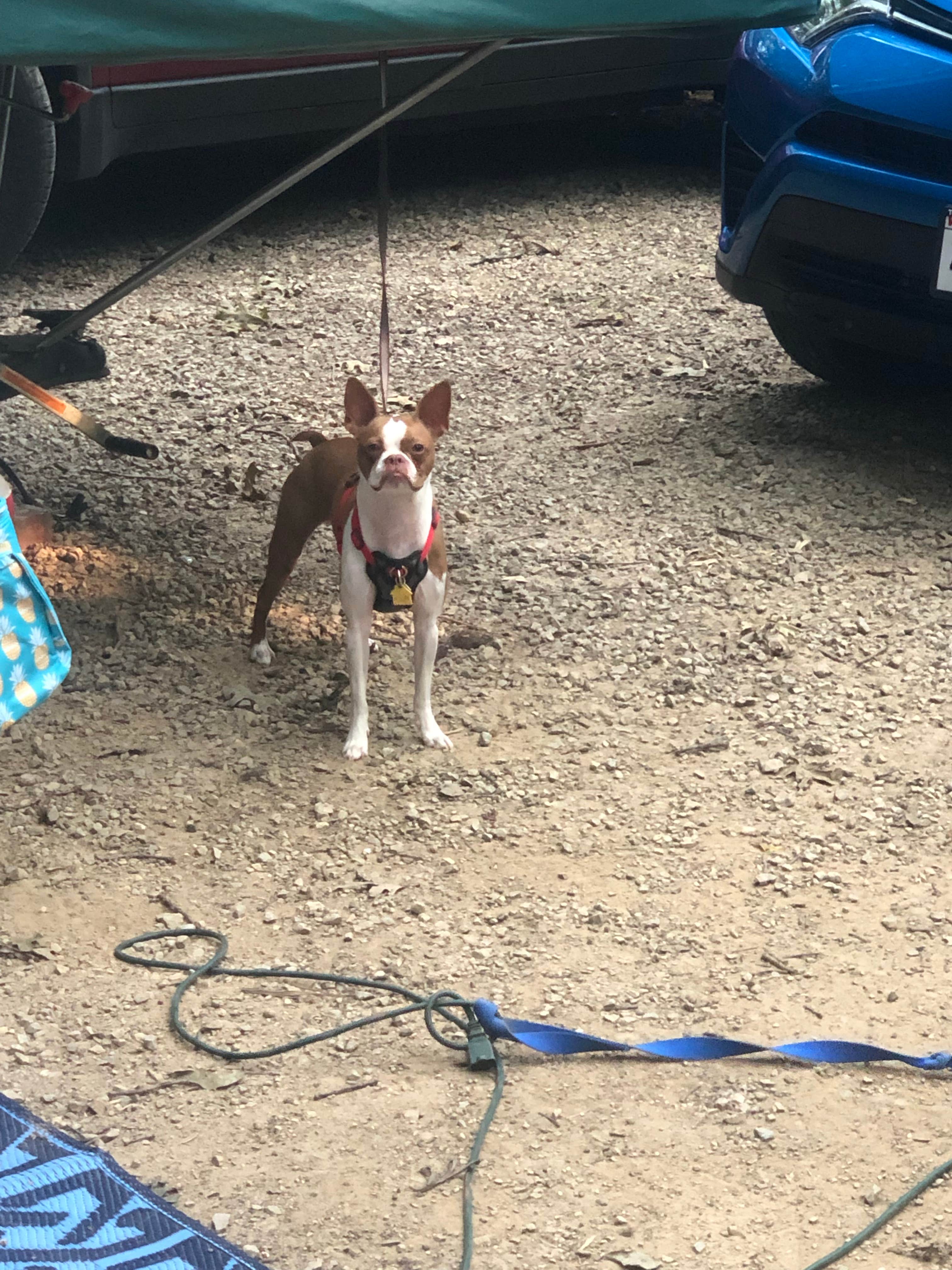 Heather H.'s photo of camping with pets at Lake Kegonsa State Park Campground near Madison, WI