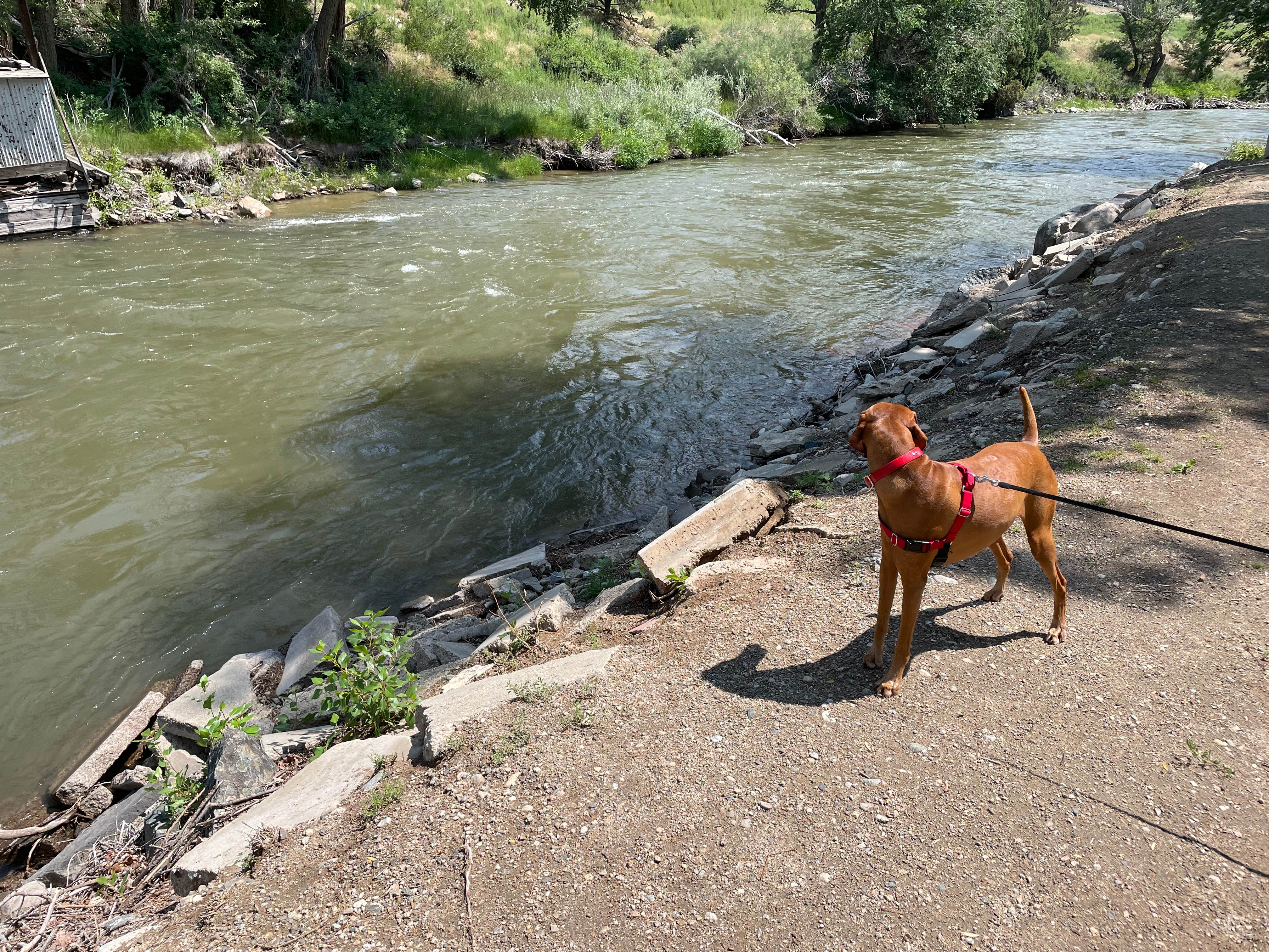 Anthony B.'s photo of camping with pets at Salida East Campground — Arkansas Headwaters Recreation Area near Howard, CO