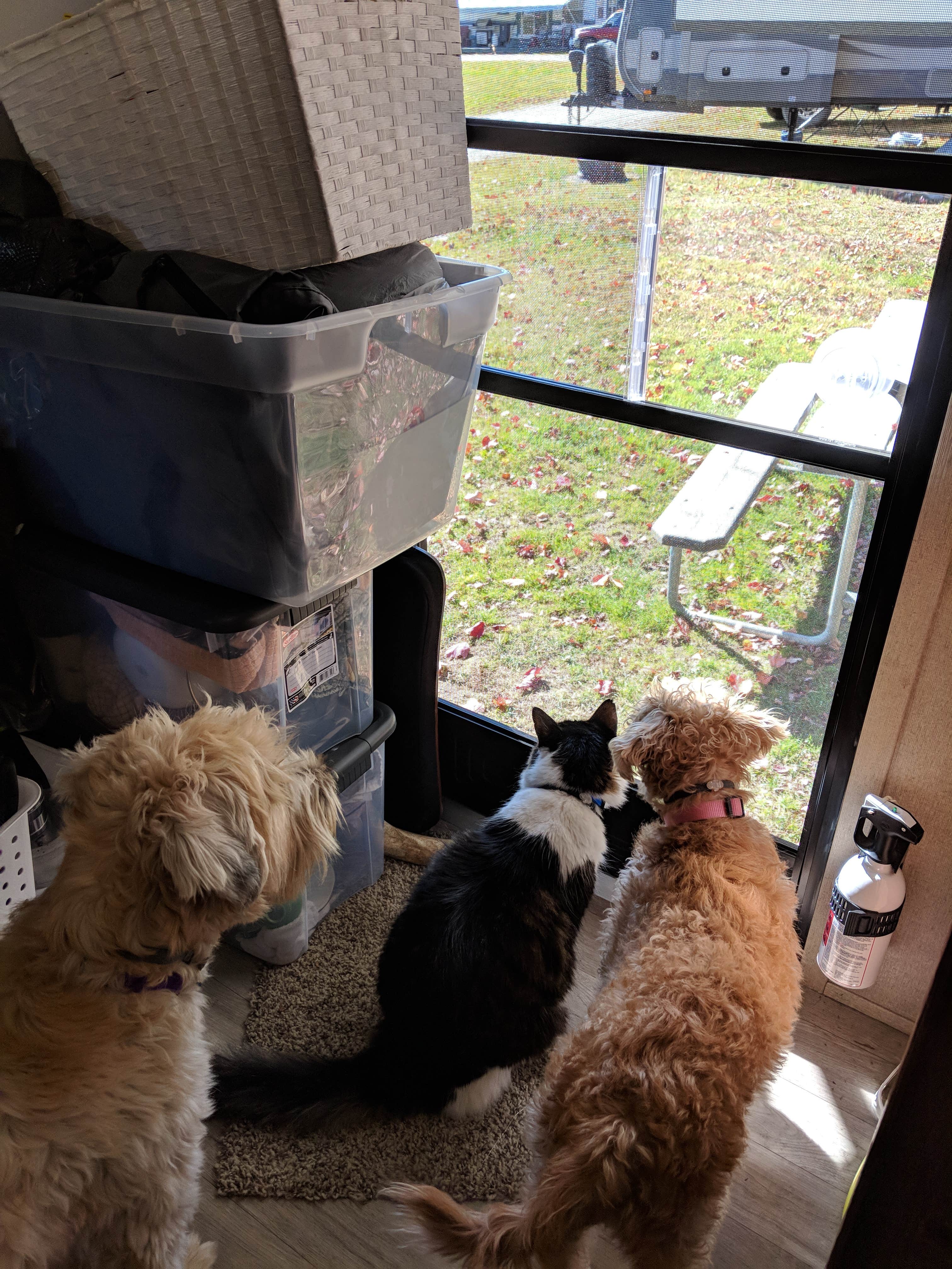 Laura R.'s photo of camping with pets at Peppermint Park Camping Resort near Drury, MA