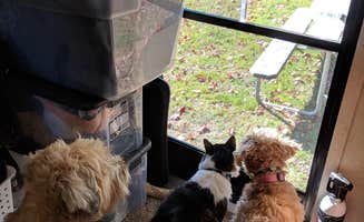 Laura R.'s photo of camping with pets at Peppermint Park Camping Resort near Ashfield, MA