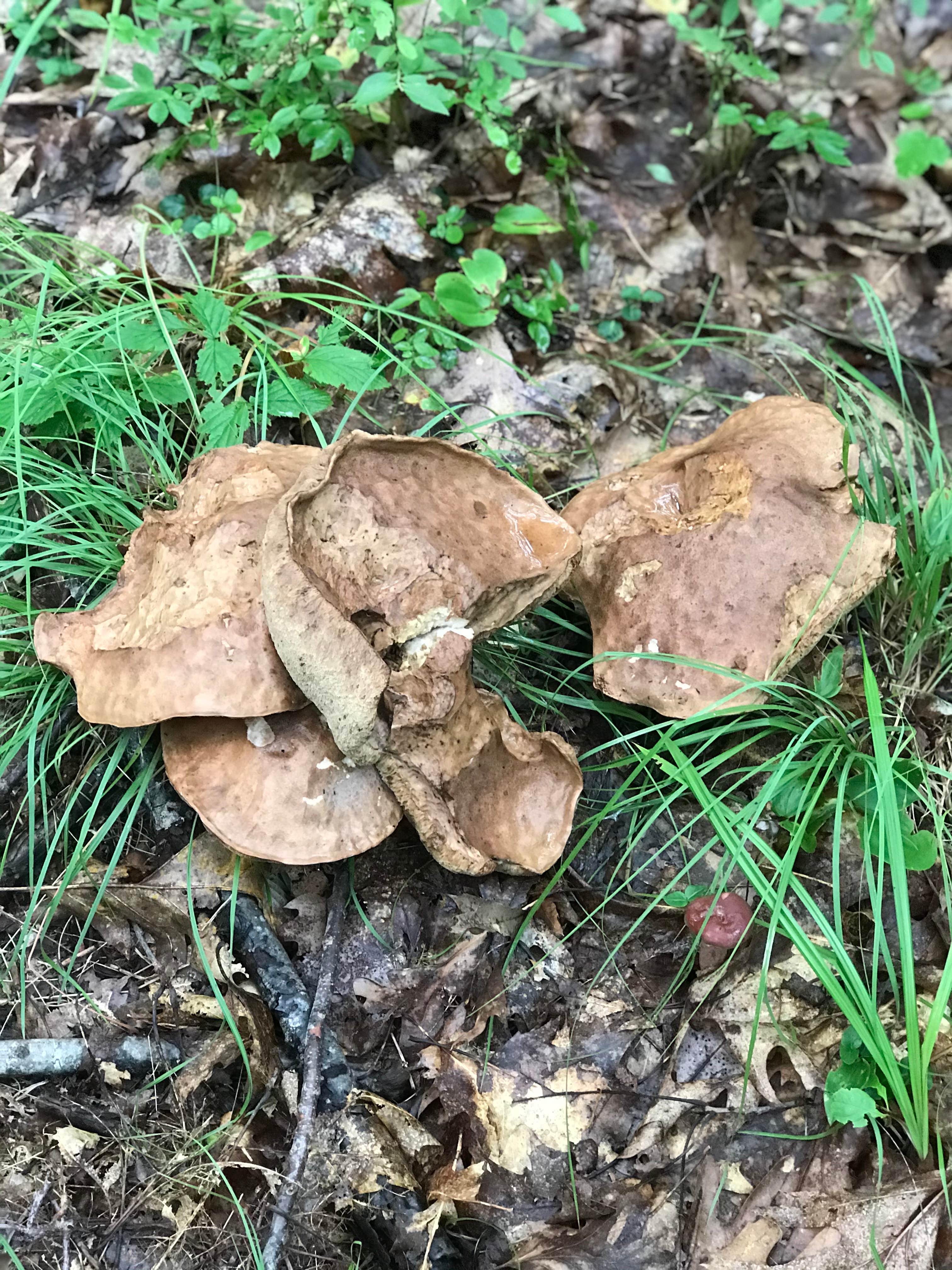 Camper-submitted photo at Augusta / Gardiner KOA near Alna, ME