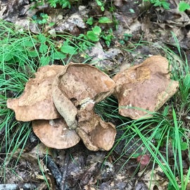 huge mushrooms on trail