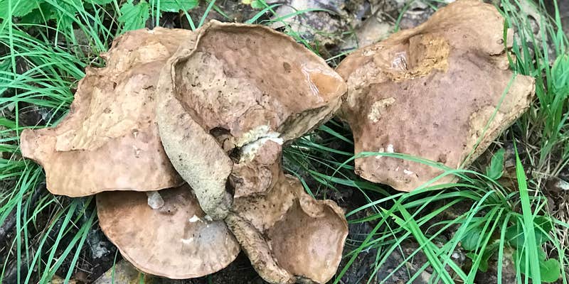 Camper submitted image from Augusta / Gardiner KOA