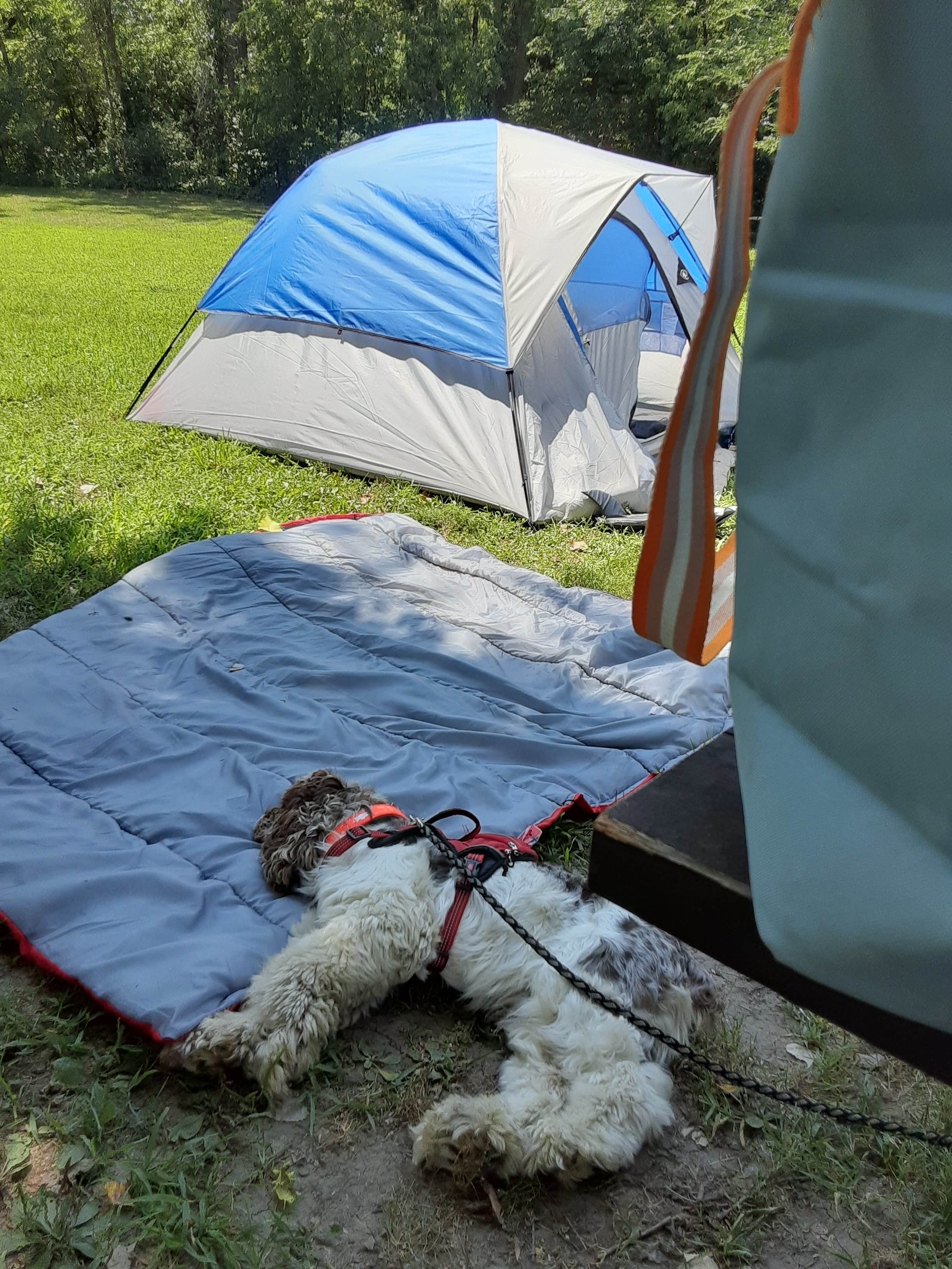 Jaxon's photo of camping with pets at Louisville State Recreation Area Campground near Louisville, NE