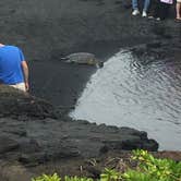 Review photo of Punalu`u Beach Park by Molly B., June 16, 2018