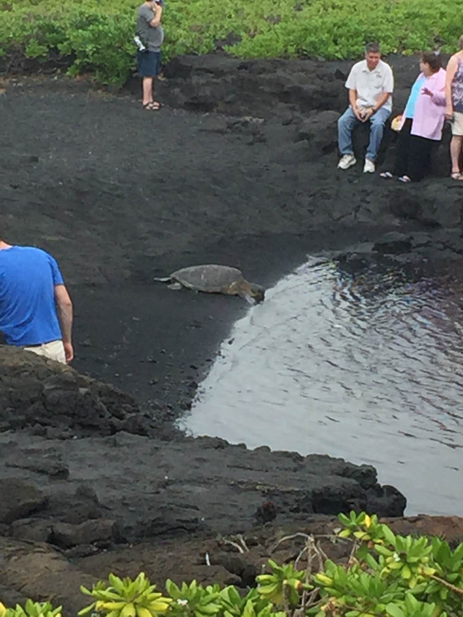 Camper submitted image from Punalu`u Beach Park - 3