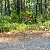 Review photo of Arlie Moore - De Gray Lake by Gary M., July 27, 2021