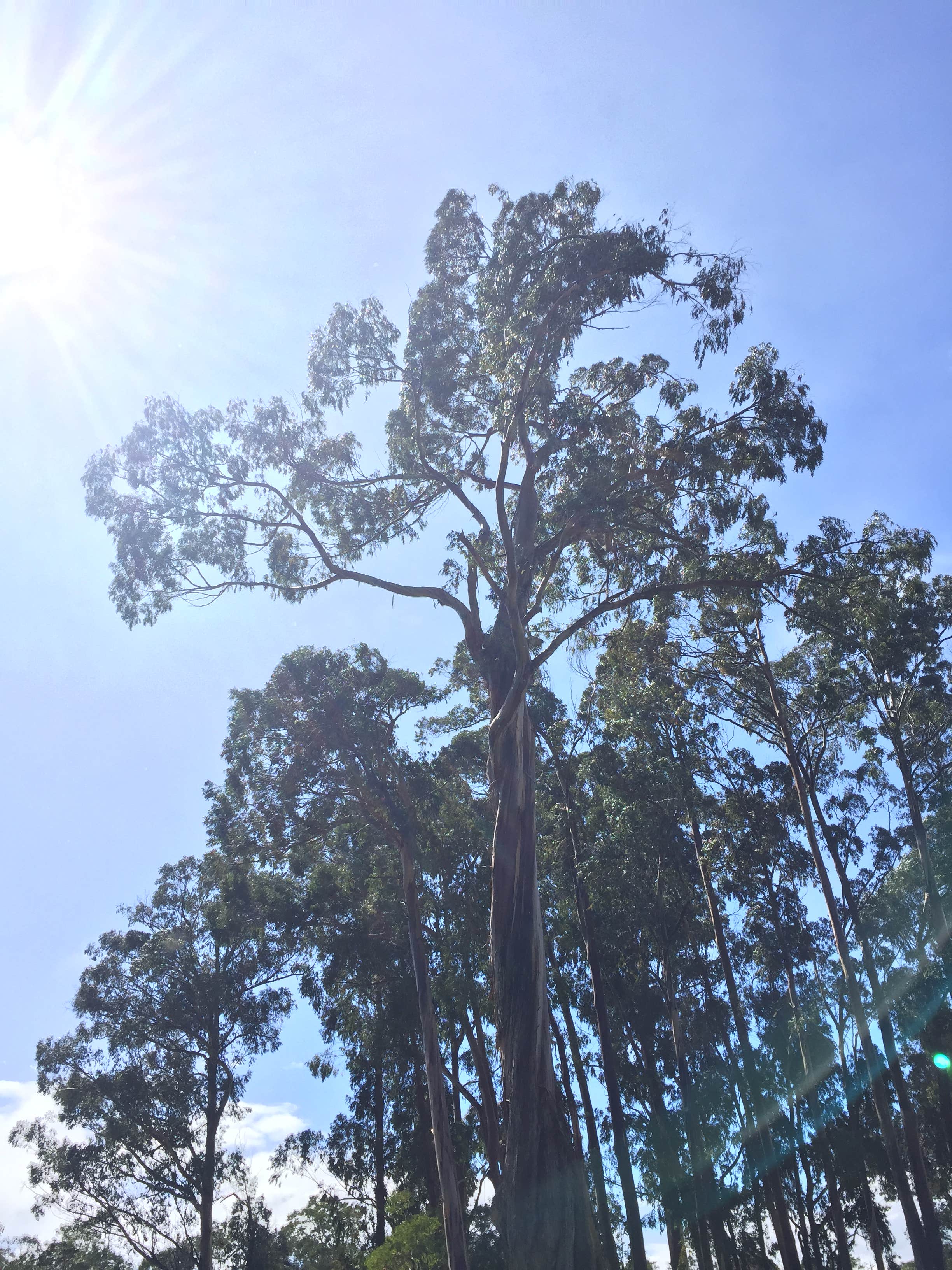 Camper-submitted photo at Nāmakanipaio Campground — Hawai'i Volcanoes National Park in Hawaii