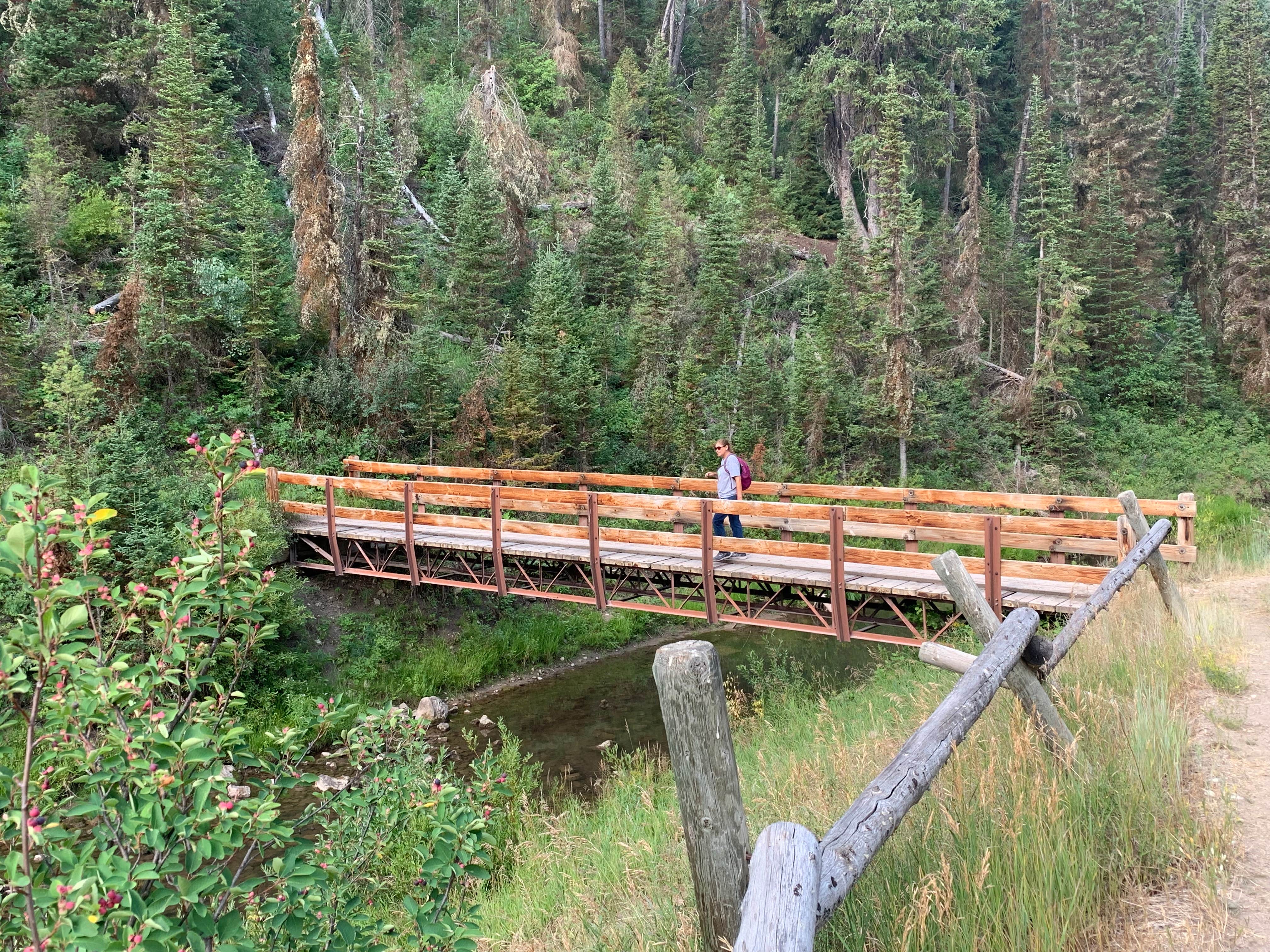 Camper submitted image from Targhee National Forest Pine Bar Campground - 4