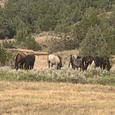 Review photo of Cottonwood Campground — Theodore Roosevelt National Park by Karla , July 27, 2021