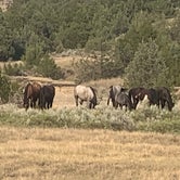Review photo of Cottonwood Campground — Theodore Roosevelt National Park by Karla , July 27, 2021