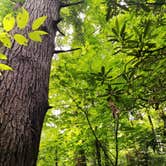 Review photo of Cosby Campground — Great Smoky Mountains National Park by Vanessa F., July 28, 2021