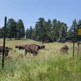 Review photo of Chief Hosa Campground by Vanessa F., July 28, 2021