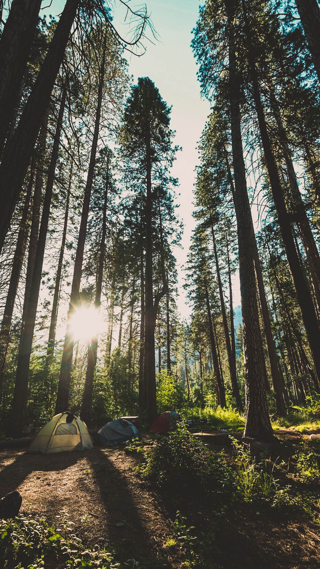 John P.'s photo at Lower Pines Campground — Yosemite National Park near Yosemite Valley, CA