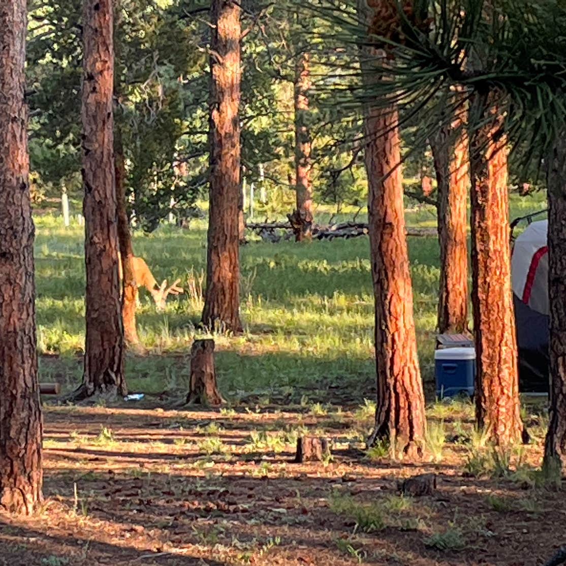 Meridian Campground | The Dyrt