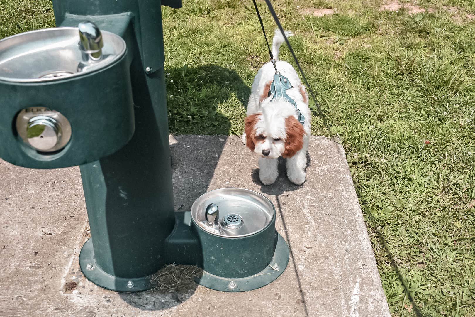 Rosanna C.'s photo of camping with pets at French Creek State Park Campground near Ephrata, PA