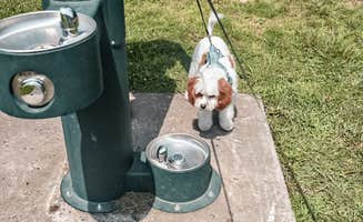 Rosanna C.'s photo of camping with pets at French Creek State Park Campground near Gradyville, PA