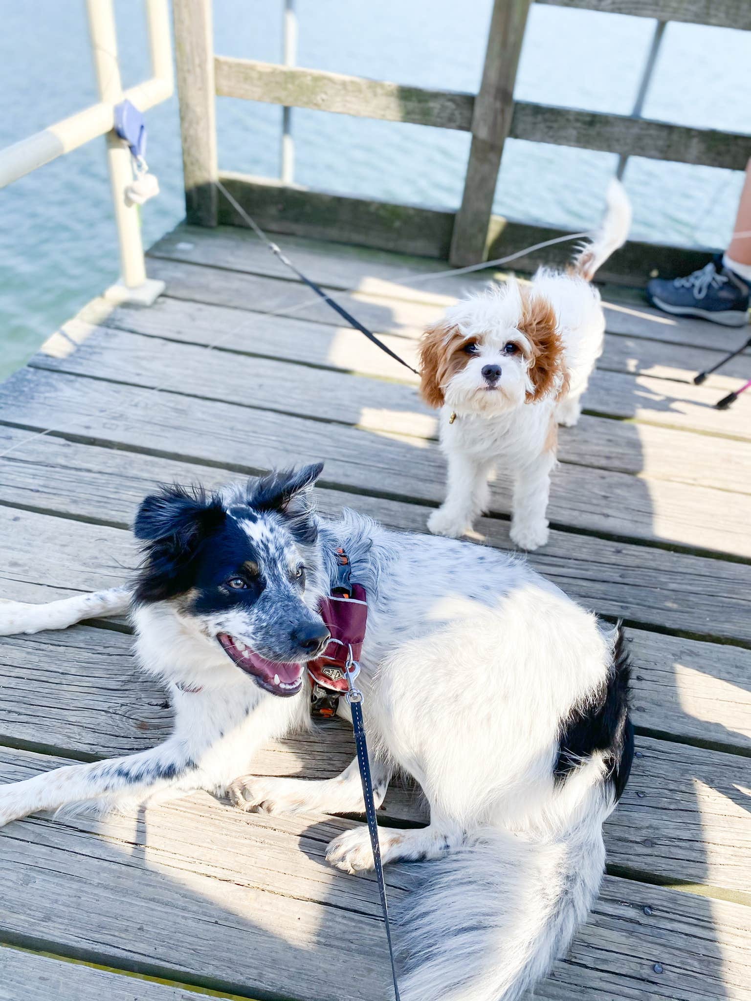 Rosanna C.'s photo of camping with pets at Locust Lake State Park Campground near Sweet Valley, PA