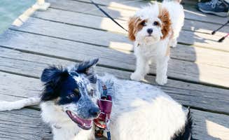 Rosanna C.'s photo of camping with pets at Locust Lake State Park Campground near Sweet Valley, PA