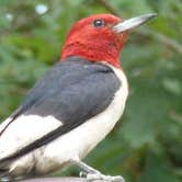 Review photo of Moutardier by Bran P., July 18, 2016