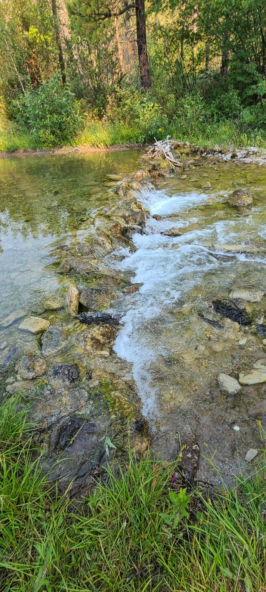 Camper-submitted photo at Logging Creek near Lewis and Clark National Forest