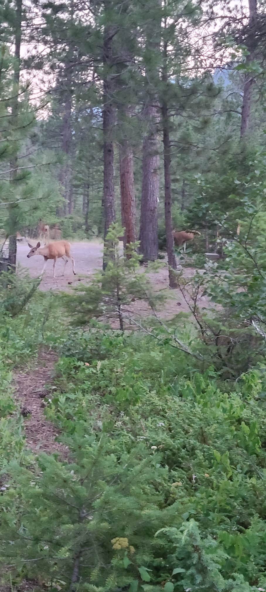 Camper-submitted photo at Logging Creek near Lewis and Clark National Forest