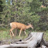 Review photo of Hood Creek Campground by Annie C., July 28, 2021