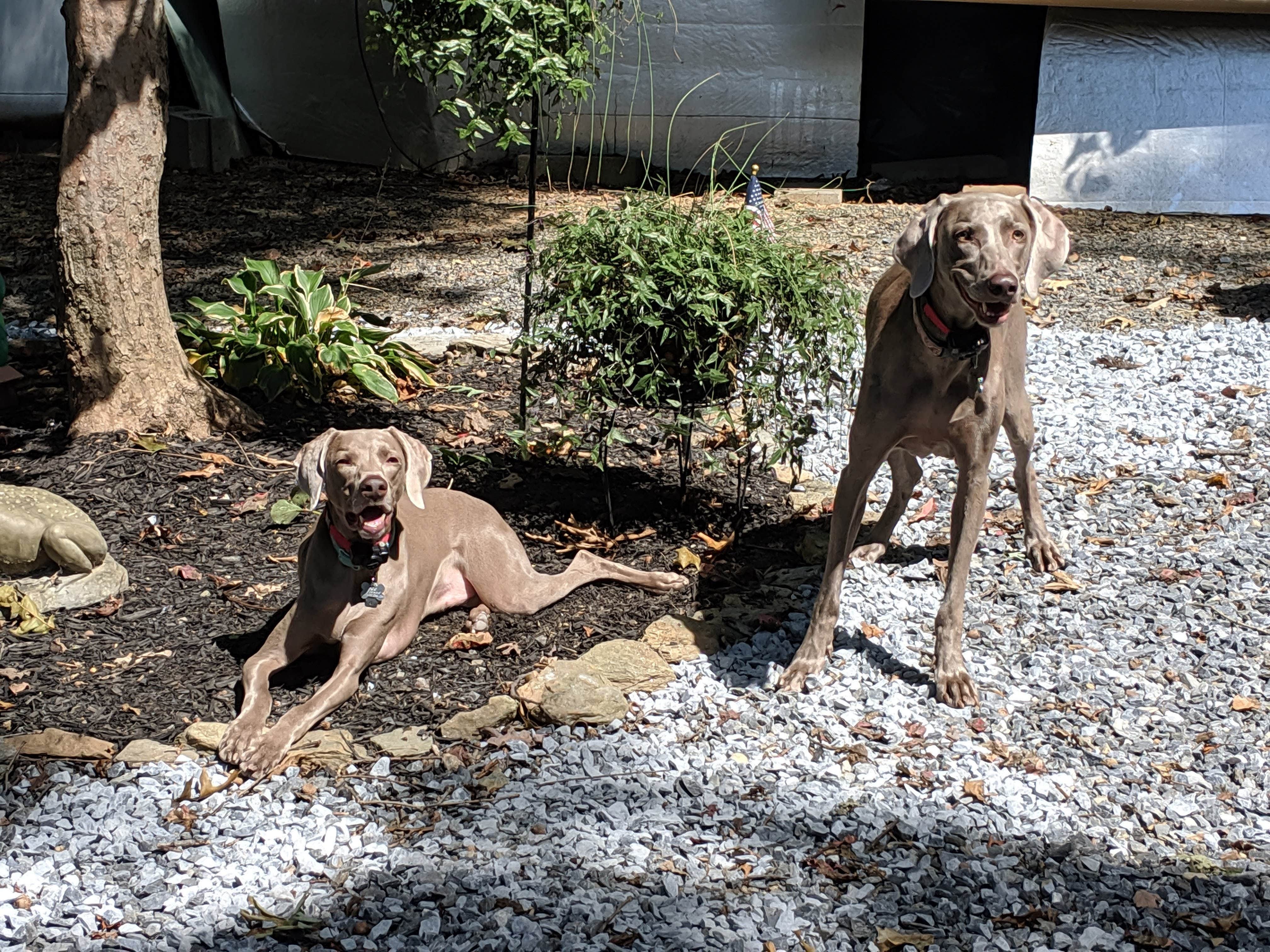 Lori's photo of camping with pets at D&J Shady Rest Campground near Smyrna, DE