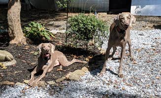 Lori's photo of camping with pets at D&J Shady Rest Campground near Newark, DE