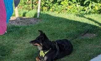 Maryann C.'s photo of camping with pets at Atwood Lake Park Muskingum Watershed Conservancy Dist in Ohio