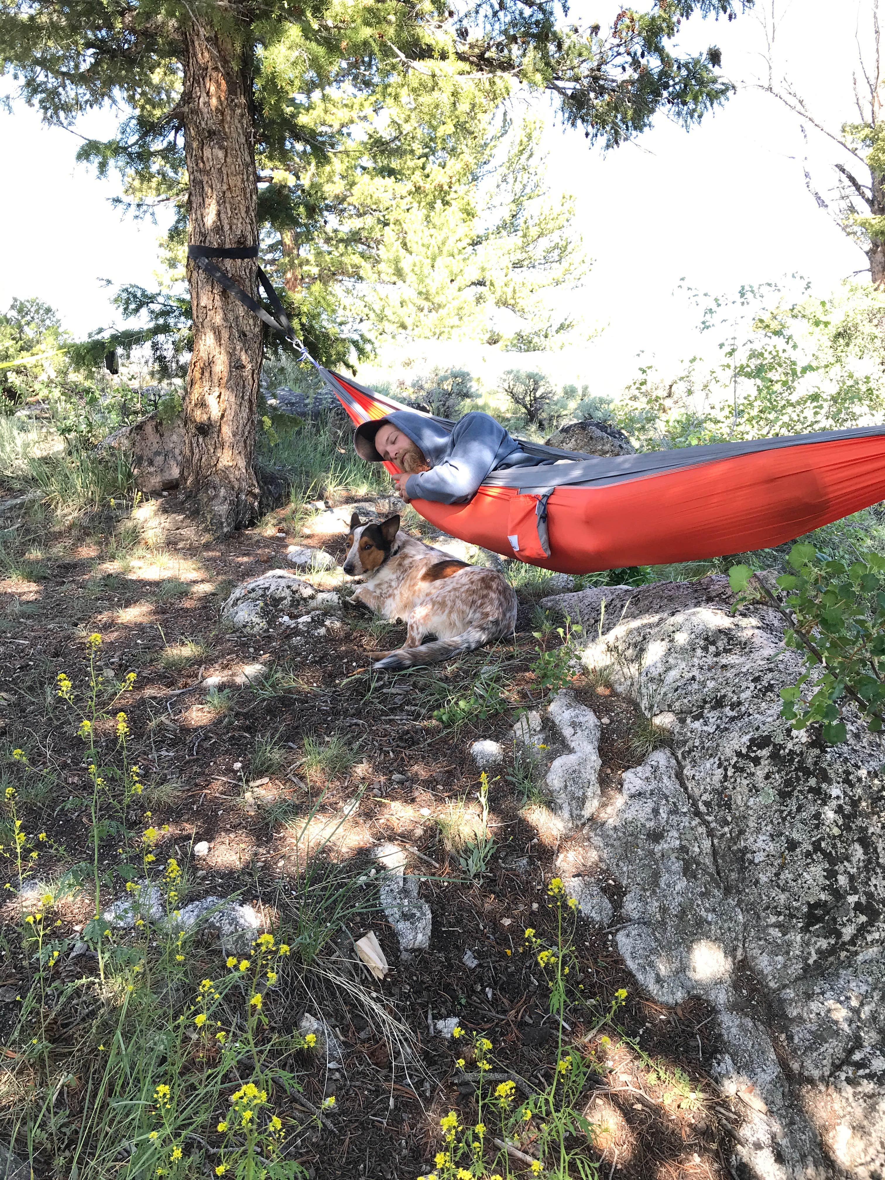 Camper submitted image from Dispersed Camping in Routt National Forest - 5