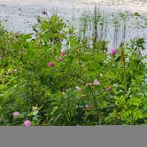 Review photo of Little Brevort Lake North State Forest Campground by joolz B., July 28, 2021