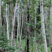 Review photo of North Cottonwood Trailhead Dispersed Camping by heather , July 28, 2021