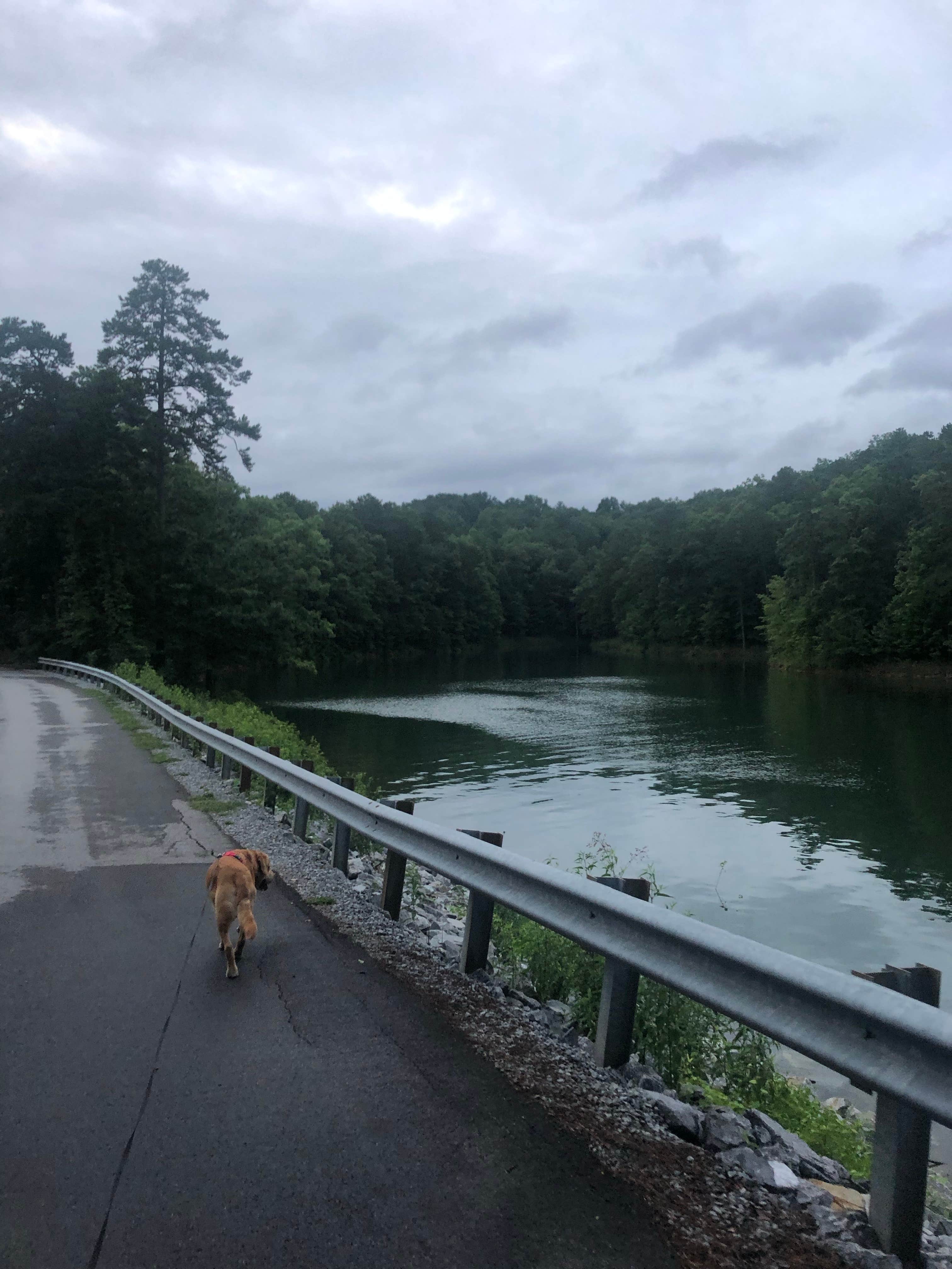 Daniel B.'s photo of camping with pets at Woodring Campground near Chatsworth, GA