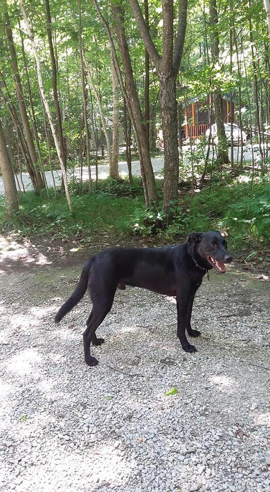 Debra M.'s photo of camping with pets at Rustic Timbers Door County Camping near Kewaunee, WI