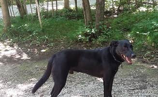 Debra M.'s photo of camping with pets at Rustic Timbers Door County Camping near Ephraim, WI