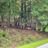 Review photo of Tugaloo State Park Campground by Logan S., July 28, 2021