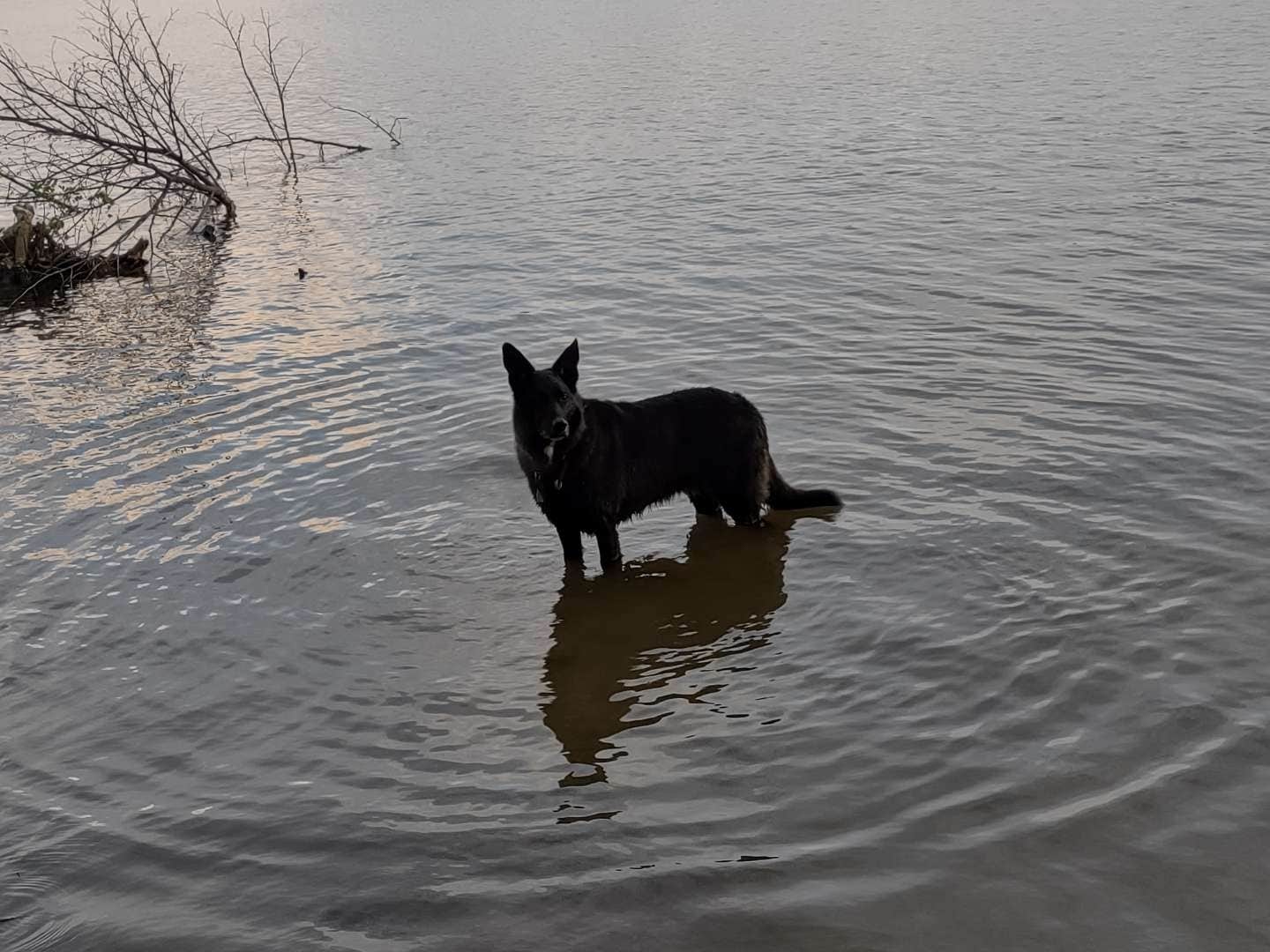 laura's photo of camping with pets at Yellow Creek Campground — Yellow Creek State Park near Glen Campbell, PA