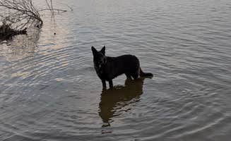 laura's photo of camping with pets at Yellow Creek Campground — Yellow Creek State Park near DuBois, PA