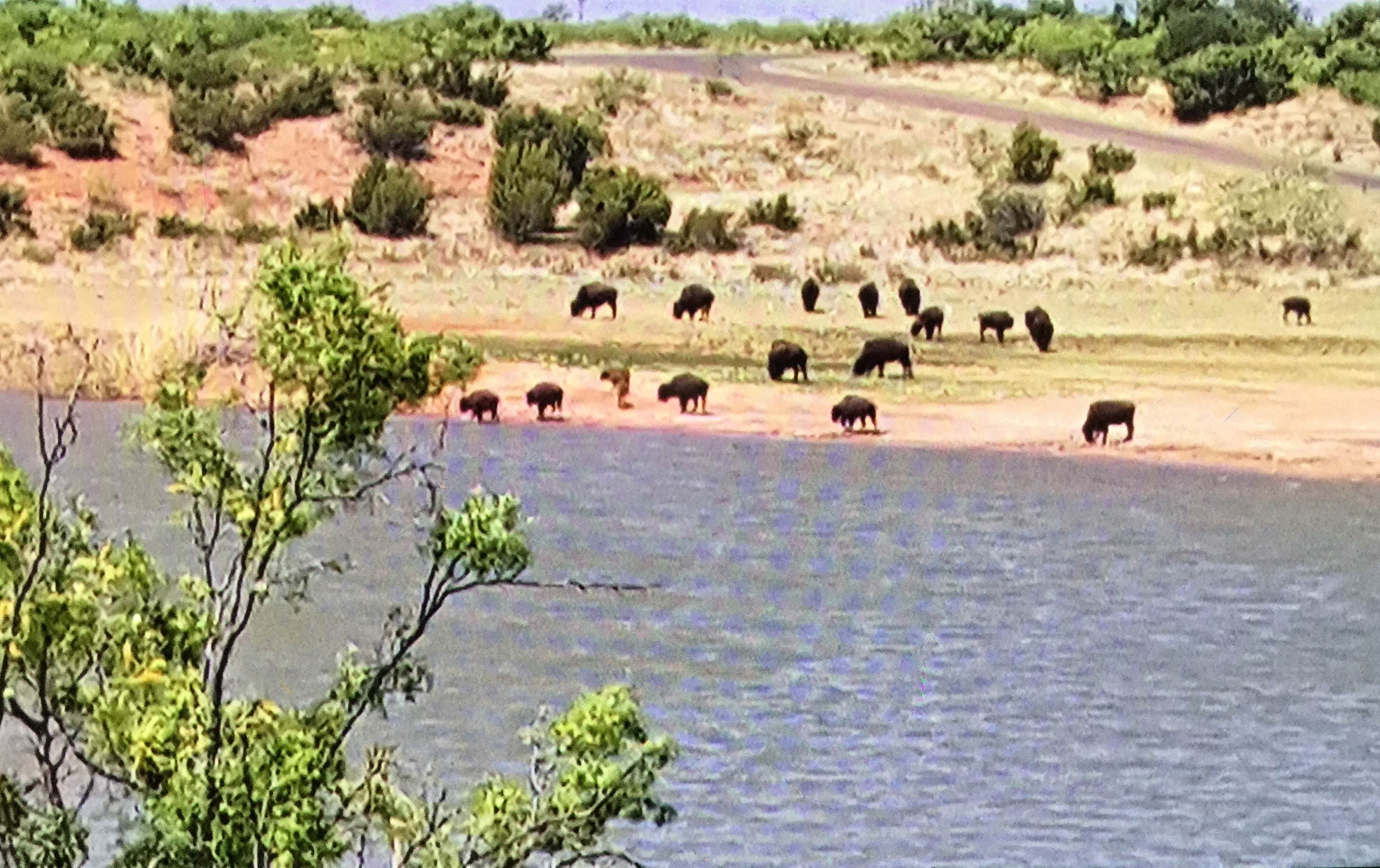 Camper submitted image from Wild Horse Equestrian Area — Caprock Canyons State Park - 2