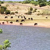 Review photo of Caprock Canyons State Park Campground by Carol L., June 16, 2018
