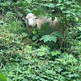 Review photo of Cape Blanco State Park Campground by Tanya B., July 29, 2021