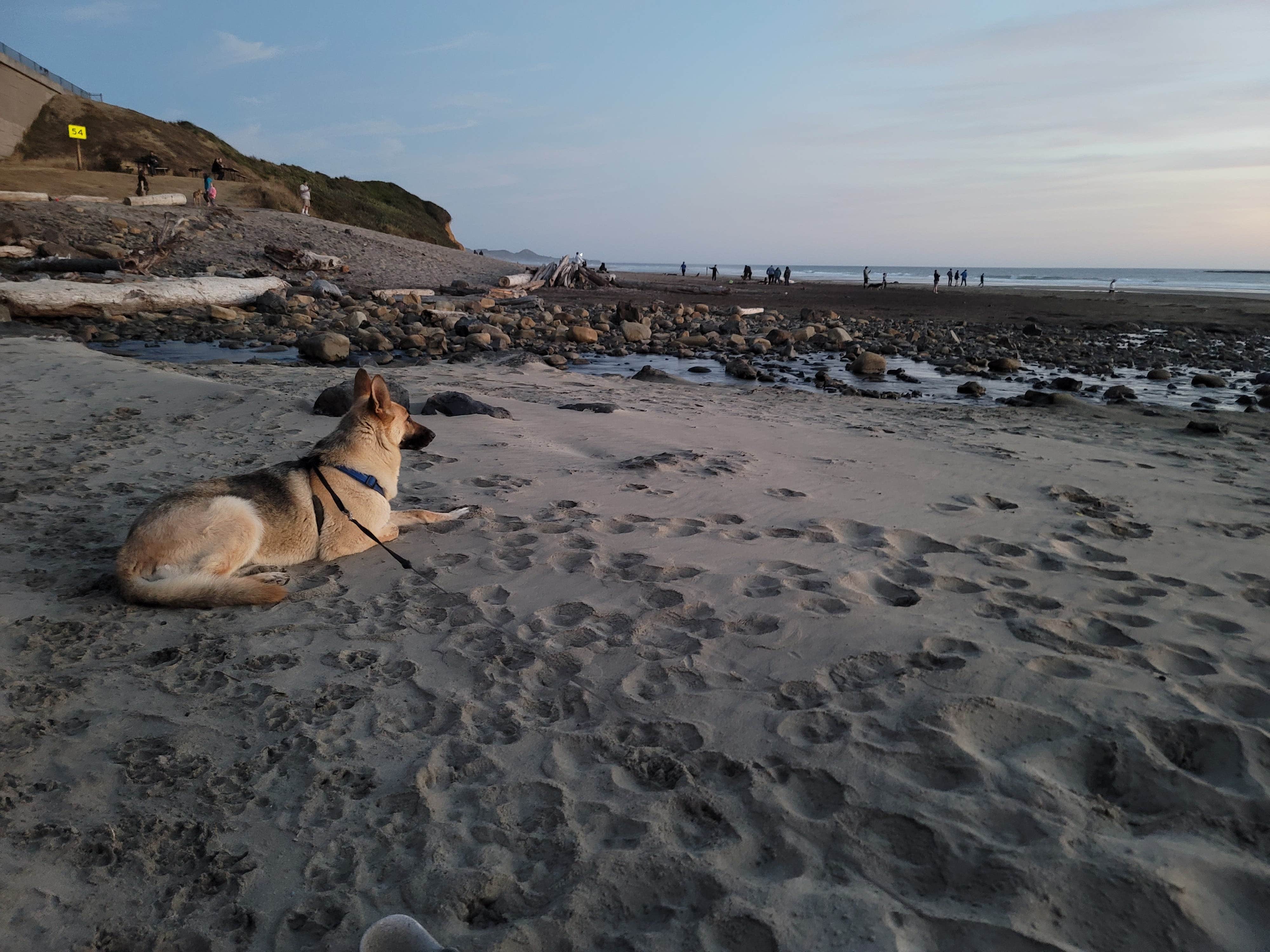 Best Dog-Friendly Camping near South Beach, OR