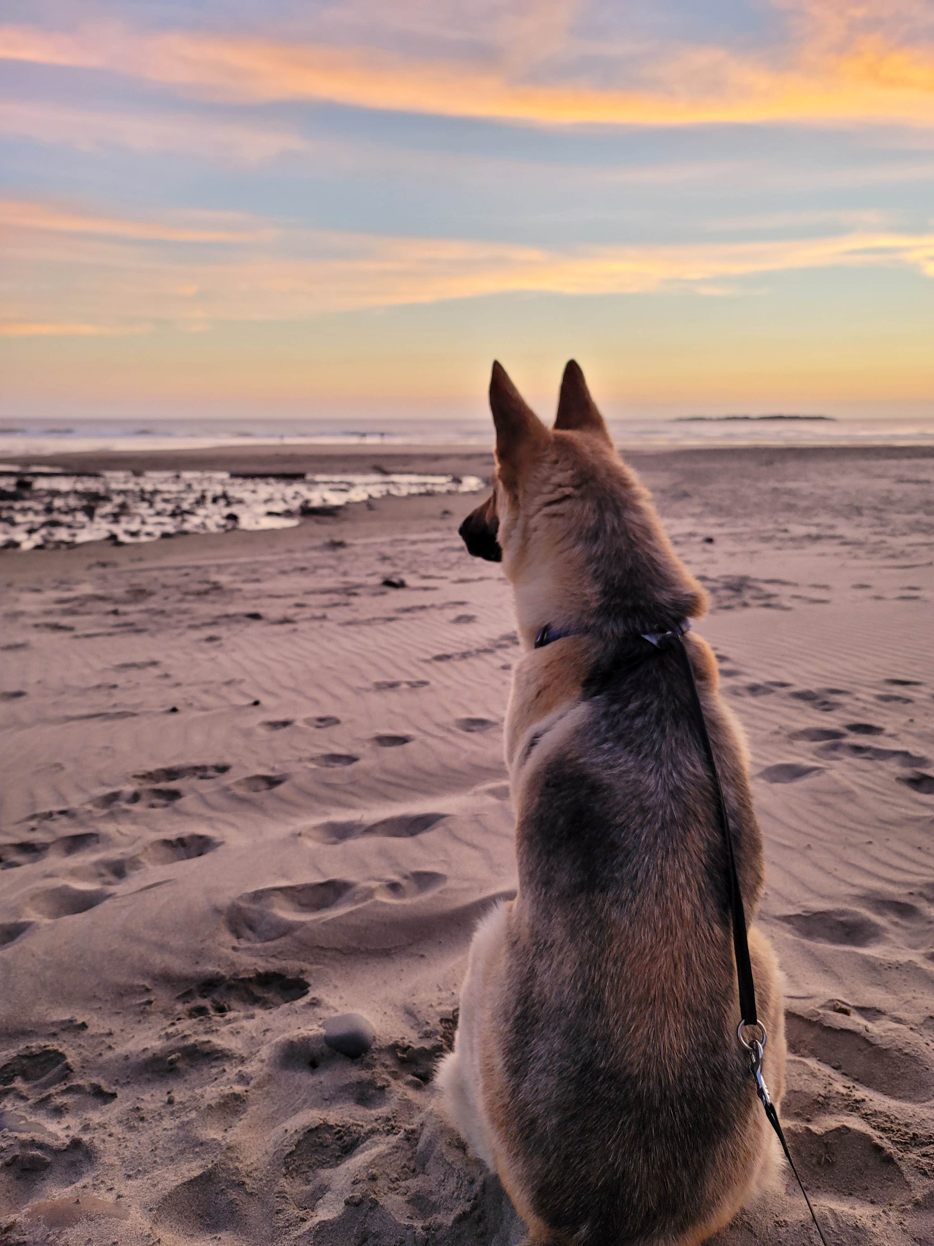 Marina K.'s photo of camping with pets at Beverly Beach State Park Campground near Gleneden Beach, OR