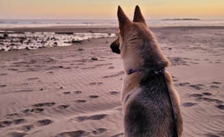 Marina K.'s photo of camping with pets at Beverly Beach State Park Campground near Depoe Bay, OR