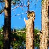 Review photo of Lake Kissimmee State Park Campground by James A., July 29, 2021