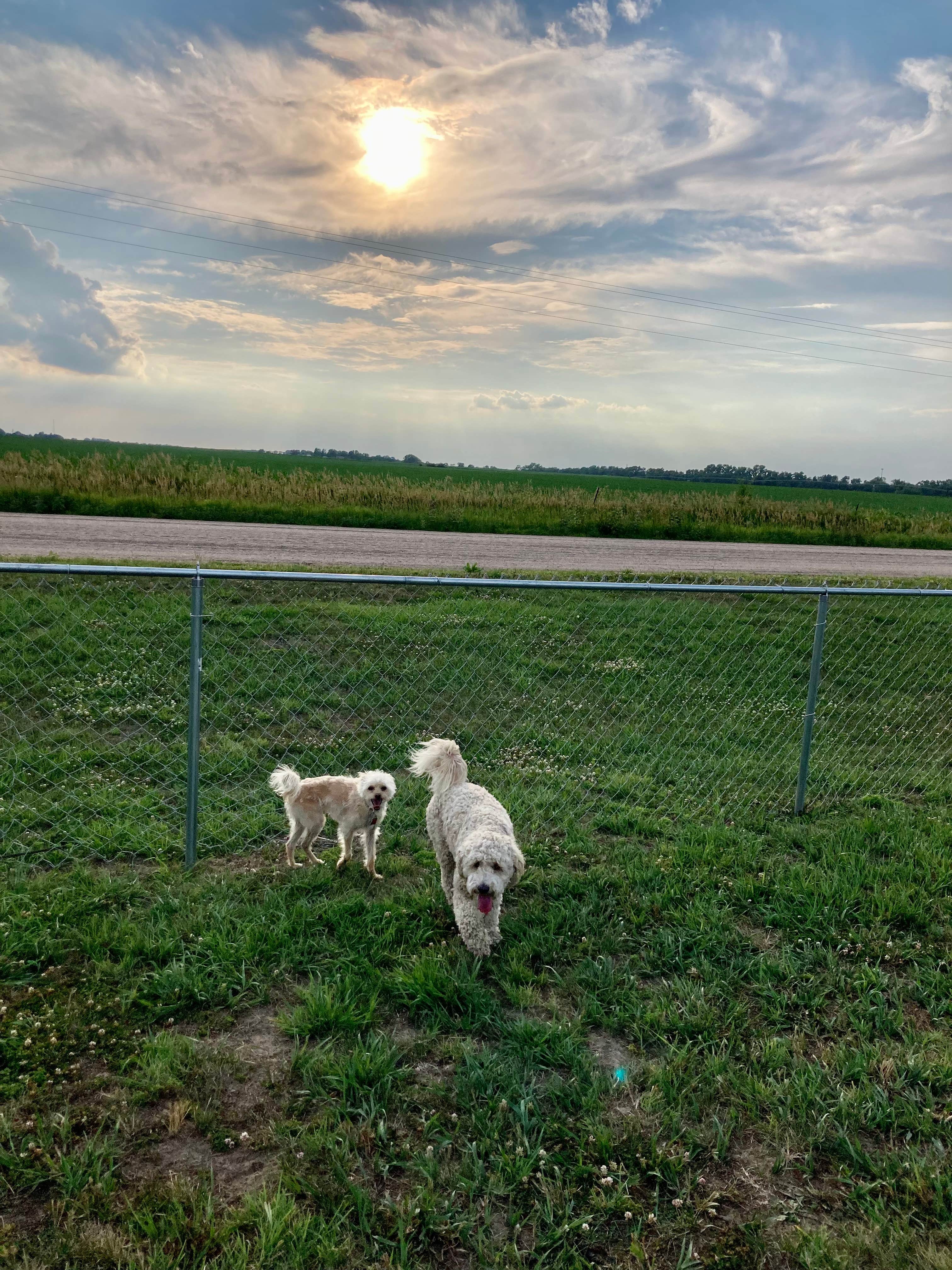 Dawn I.'s photo of camping with pets at Grand Island KOA near Hastings, NE