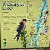 Review photo of Waddington Creek  Primitive Campsite by Annie C., July 29, 2021