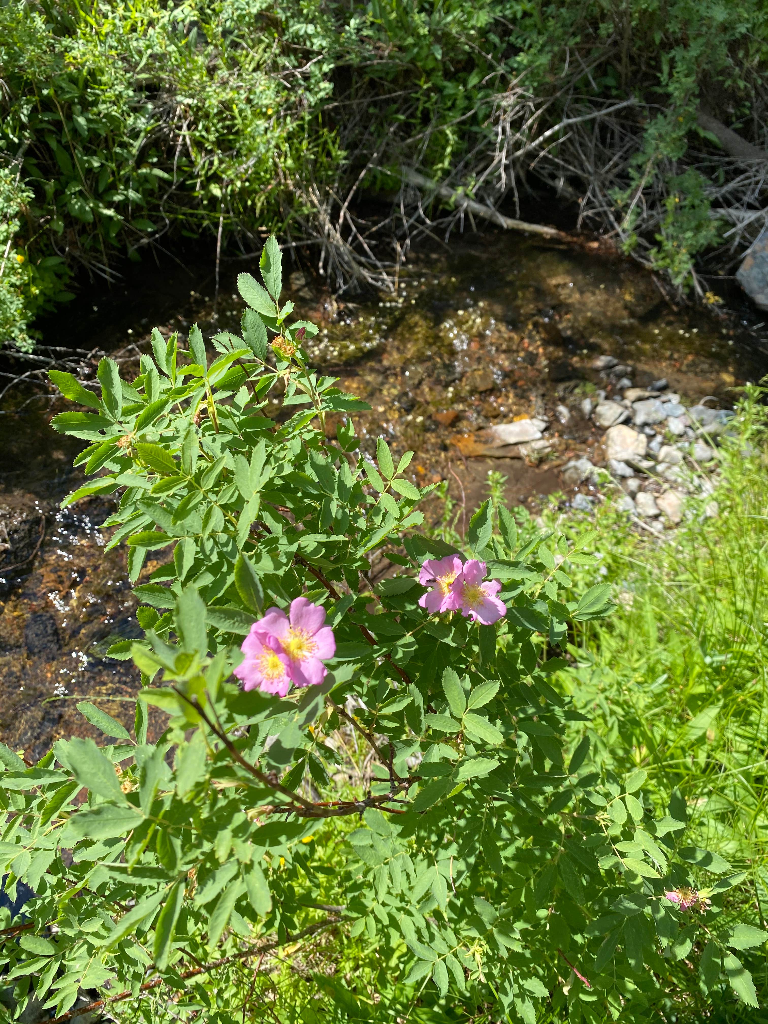 Camper submitted image from Holman Creek Campground - 2